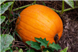 Giant Pumpkin of the Puckette Autumn Harvest