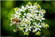 Honey Bee on Garlic Chive Flower Blossoms