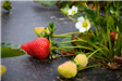 Strawberries Still on the Vine