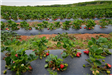 Yoders' Farm Strawberry Patch