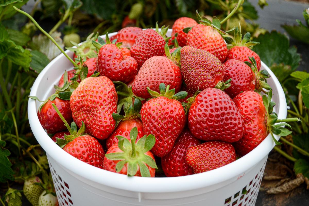 Bucket of Strawberries