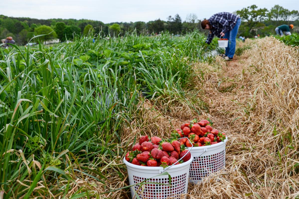 Pick Your Own Strawberries at Yoders Farm