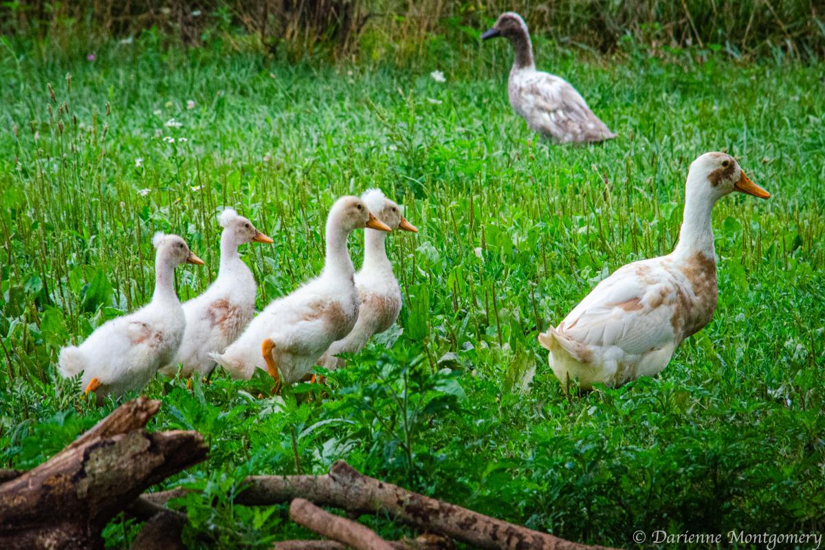 Seeds of Faith Farm Ducks