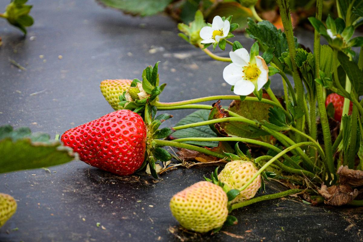 Strawberries Still on the Vine